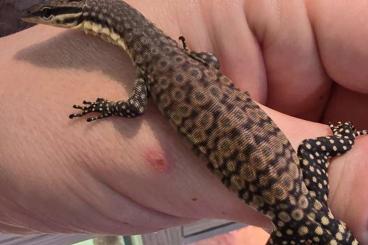 Monitor lizards kaufen und verkaufen Photo: Varanus, Warane, glauerti baby 2024 