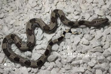 Boas kaufen und verkaufen Foto: 4.3 Brazilian Redtailed Boa  Babies  Boa constrictor constrictor 