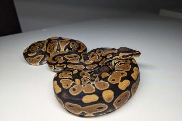 Ball Pythons kaufen und verkaufen Photo: Give classic ballpython (free) Hamm 14/09