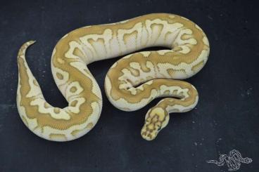 Ball Pythons kaufen und verkaufen Photo: 0.1 Spotnose Lesser Clown 50% HET Genetic stripe (ready to breed)