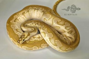 Königspythons kaufen und verkaufen Foto: 0.1 Spotnose Lesser Clown 50% HET Genetic stripe (ready to breed)