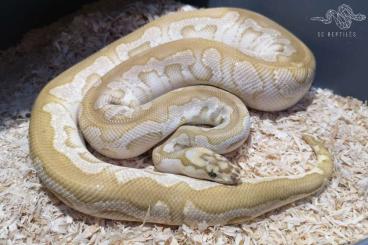 Ball Pythons kaufen und verkaufen Photo: 0.1 Spotnose Lesser Clown 50% HET Genetic stripe (ready to breed)