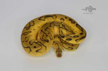 Ball Pythons kaufen und verkaufen Photo: Reserviert: 1.0 Pastel Genetic stripe Clown RTB