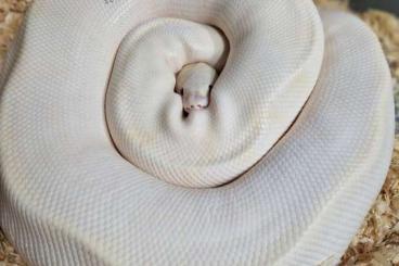 Königspythons kaufen und verkaufen Foto: 0.1 Ivory Pastel Vanilla/ Fire 100% HET Clown CB22