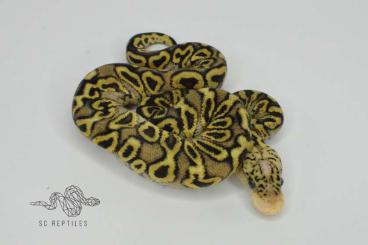 Königspythons kaufen und verkaufen Foto: 0.1 GHI Spotnose Pastel Clown CB24