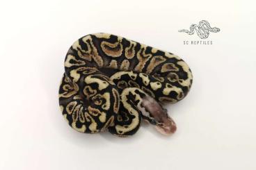 Königspythons kaufen und verkaufen Foto: 0.1 GHI Spotnose Pastel 100% HET Clown CB24