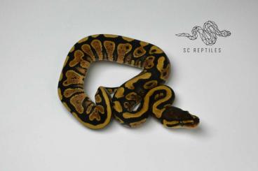 Ball Pythons kaufen und verkaufen Photo: RESERVIERT 0.1 Yellowbelly 100% HET Clown 