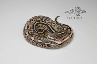 Ball Pythons kaufen und verkaufen Photo: RESERVIERT 0.1 Black Pewter Yellowbelly 100% HET Clown 