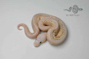 Ball Pythons kaufen und verkaufen Photo: RESERV. 1.0 Spotnose Coral glow Yellowbelly Pastel Fire/Vanilla Clown 