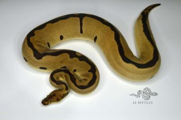 Ball Pythons kaufen und verkaufen Photo: 0.1 Leopard Blade Clown (proven breeder) Ball Pythons kaufen und verkaufen Photo: 0.1 Leopard Blade Clown (proven breeder)