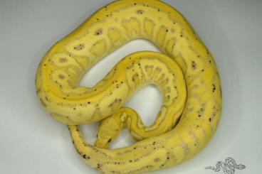 Ball Pythons kaufen und verkaufen Photo: 1.0 Black Pastel Spotnose Coral glow Clown (proven breeder) Ball Pythons kaufen und verkaufen Photo: 1.0 Black Pastel Spotnose Coral glow Clown (proven breeder)