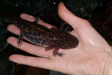 Schwanzlurche kaufen und verkaufen Foto: Ambystoma andersoni      