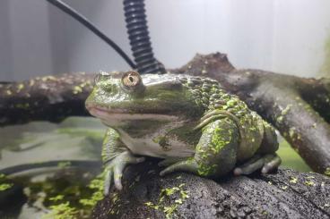 Frösche kaufen und verkaufen Foto: Calyptocephalella gayi (chilean giant frog) Frösche kaufen und verkaufen Foto: Calyptocephalella gayi (chilean giant frog)