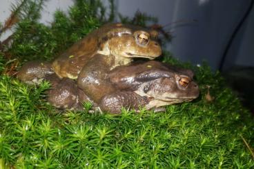 Frösche kaufen und verkaufen Foto: Bufo japonicus (Japanese toad) Frösche kaufen und verkaufen Foto: Bufo japonicus (Japanese toad)