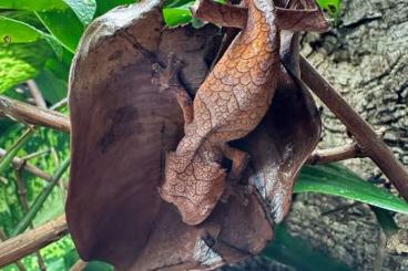 Geckos kaufen und verkaufen Foto: Uroplatus Ebenaui 0.2 Weibchen