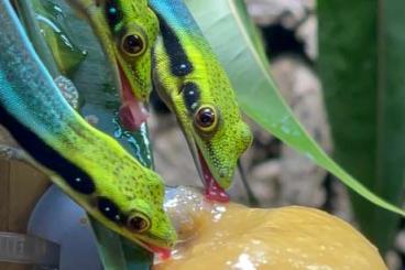 Geckos kaufen und verkaufen Foto: Phelsuma Klemmeri Zuchtpaare zur Abgabe