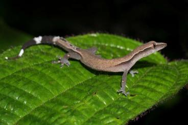 Geckos kaufen und verkaufen Photo: Suche Ebenavia inunguis Geckos