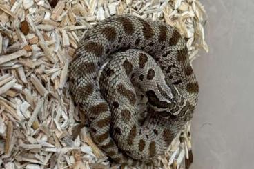 Schlangen kaufen und verkaufen Foto: Heterodon Nasicus /Stormcloud 