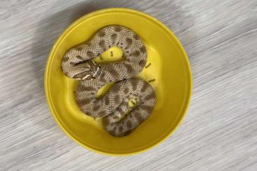 Schlangen kaufen und verkaufen Foto: Heterodon Nasicus/ Hakennasennattern 