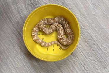 Snakes kaufen und verkaufen Photo: Heterodon Nasicus, Hakennasennattern 