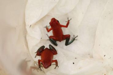 Poison dart frogs kaufen und verkaufen Photo: Oophaga Granulifera - Baru