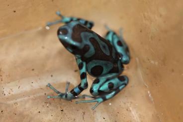 Poison dart frogs kaufen und verkaufen Photo: D.Auratus Bronze/Birkhahn