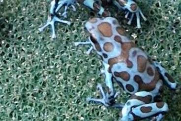 Poison dart frogs kaufen und verkaufen Photo: D.Auratus Bronze/Birkhahn für Hamm