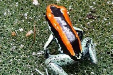 Poison dart frogs kaufen und verkaufen Photo: NZ P.Vittatus, R.Imitator, Nominat,O.Grunilfera u. O.Pumilio