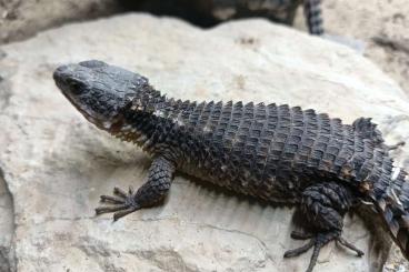 Lizards kaufen und verkaufen Photo: 0.4 Cordylus tropidosternum (ADULTS)