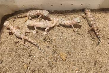 Geckos kaufen und verkaufen Foto: 0.0.8 stenodactylus stenodactylus cb24 