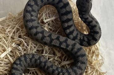 Venomous snakes kaufen und verkaufen Photo: 1.1 Vipera aspis atra cb24 Berner Oberland 