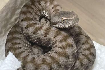 Giftschlangen kaufen und verkaufen Foto: Vipera aspis aspis, Limousin locality cb25 Giftschlangen kaufen und verkaufen Foto: Vipera aspis aspis, Limousin locality cb25