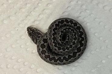 Venomous snakes kaufen und verkaufen Photo: Vipera renardi DD cb25 Hamm/Houten Venomous snakes kaufen und verkaufen Photo: Vipera renardi DD cb25 Hamm/Houten
