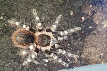 Spinnen und Skorpione kaufen und verkaufen Foto: Acanthoscurria geniculata 