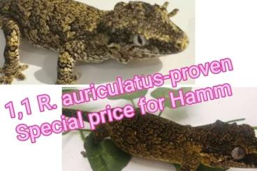 Geckos kaufen und verkaufen Foto: 1,1 Rhacodactylus auriculatus proven and paired