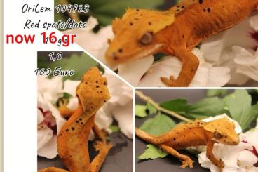 Geckos kaufen und verkaufen Foto: HAMM Kronengeckos Correlophus ciliatus Nz 23 div Morphen 