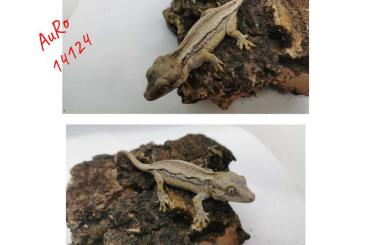 Geckos kaufen und verkaufen Photo: 0,0,6 Rhacodactylus auriculatus Höckerkopfgeckos 