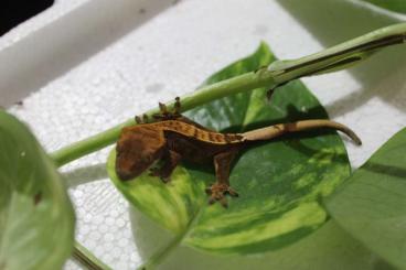 Geckos kaufen und verkaufen Photo: Börse Hannover 3.11 Kronengeckos, Flechtengeckos, Höckerkopfgeckos 