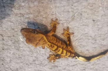 Geckos kaufen und verkaufen Photo: Kronengecko Jungtiere 2024 div Morphen 