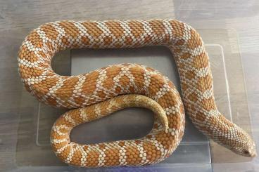 Snakes kaufen und verkaufen Photo: 1.0 Heterodon nasicus, Albino het. Snow,