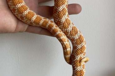 Snakes kaufen und verkaufen Photo: 1.0 Heterodon nasicus, Albino het. Snow,