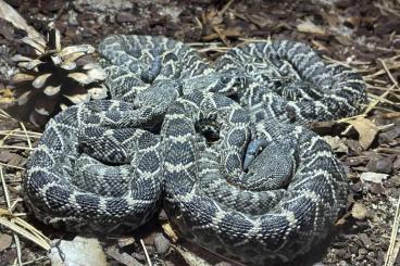 Giftschlangen kaufen und verkaufen Foto: Crotalus adamanteus ”Withlacooche state forest“ CB24, Hamm