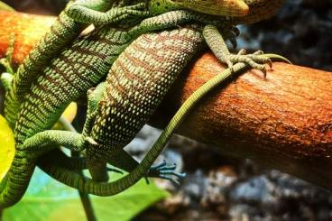 Warane kaufen und verkaufen Foto: Varanus Prasinus Sorong 0.0.3