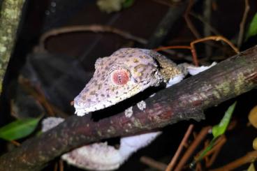 Geckos kaufen und verkaufen Photo:  uroplatus sp. for hamm 14/12/24