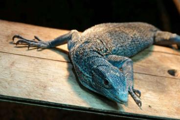 Monitor lizards kaufen und verkaufen Photo: Prasinus, Macraei and salvadorii !