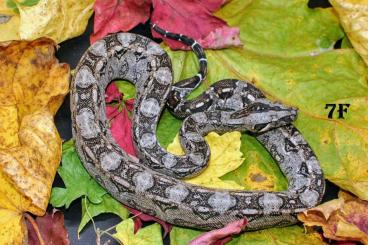 Boas kaufen und verkaufen Photo: 0.1 Boa c.i. Tarahumara- Dwarfboa 05/2024