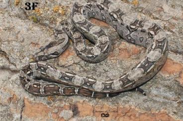 Boas kaufen und verkaufen Foto: Boa c.i. Tarahumara- Dwarfboa 05/2024