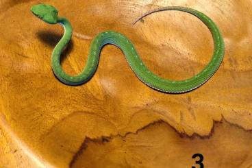 Giftschlangen kaufen und verkaufen Foto: Trimeresurus/Viridovipera gumprechti 4.0