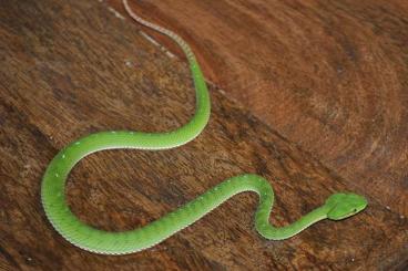 Venomous snakes kaufen und verkaufen Photo: Trimeresurus/Viridovipera gumprechti 6.1