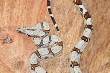 Boas kaufen und verkaufen Foto: Boa constrictor constrictor Ecuador melanogaster 07/2024